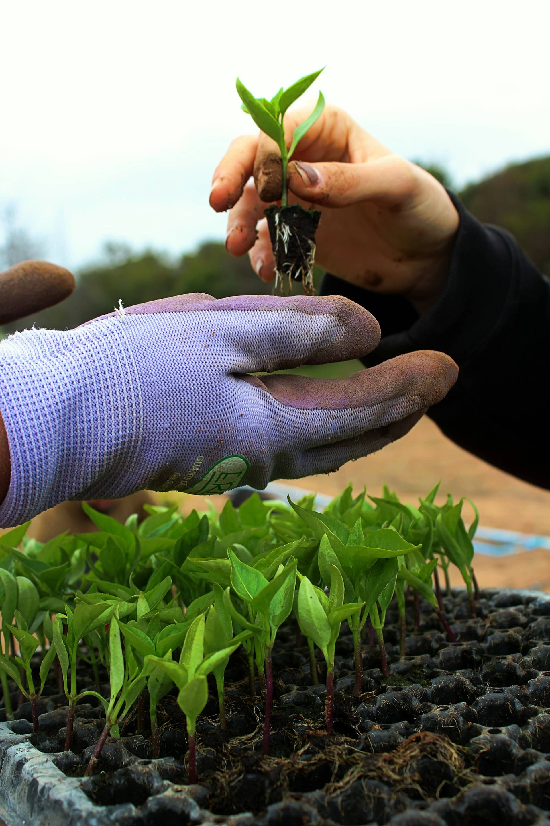 image of sprouts being transferred