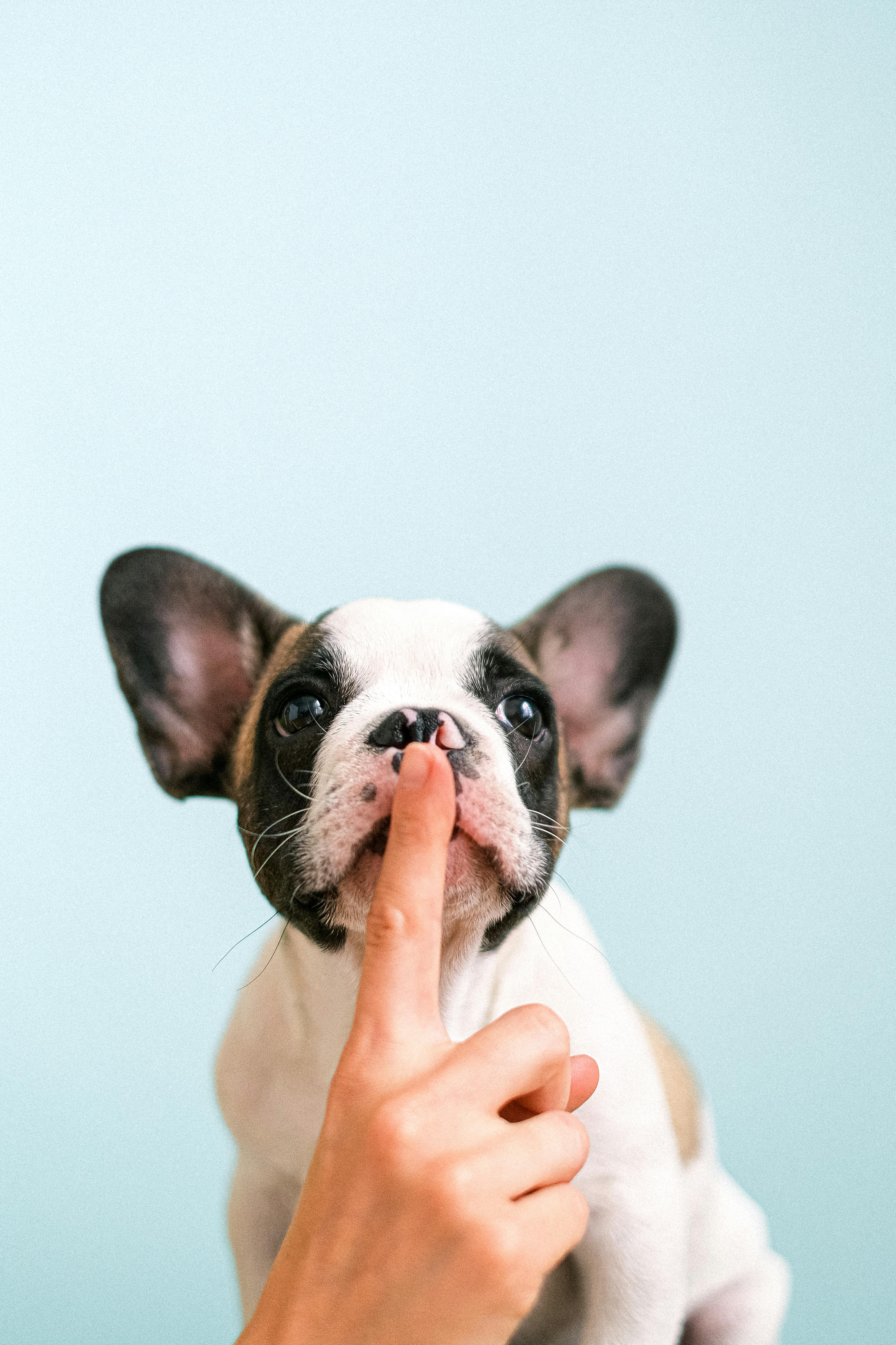 Image of a French bulldog puppy with a finger on his mouth to keep quiet heading an article by EM Law about NDA