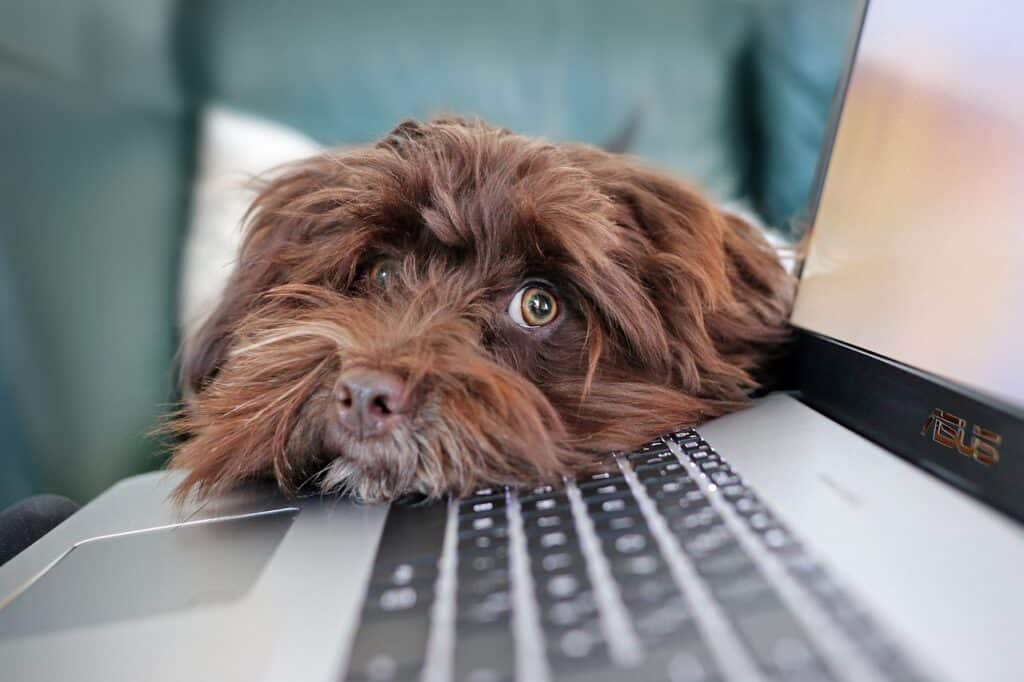 a dog leaning on a laptop heading an article about new ICO guidance: Content moderation and data protection 