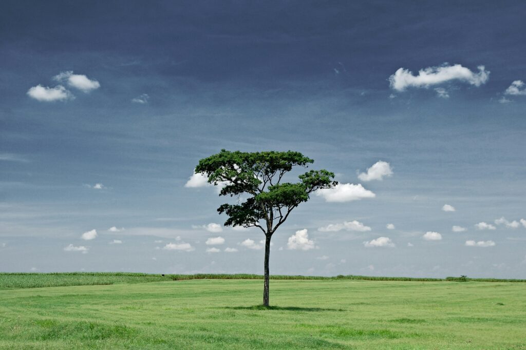 image of a single tree on the green field in the article by EM Law about sole traders