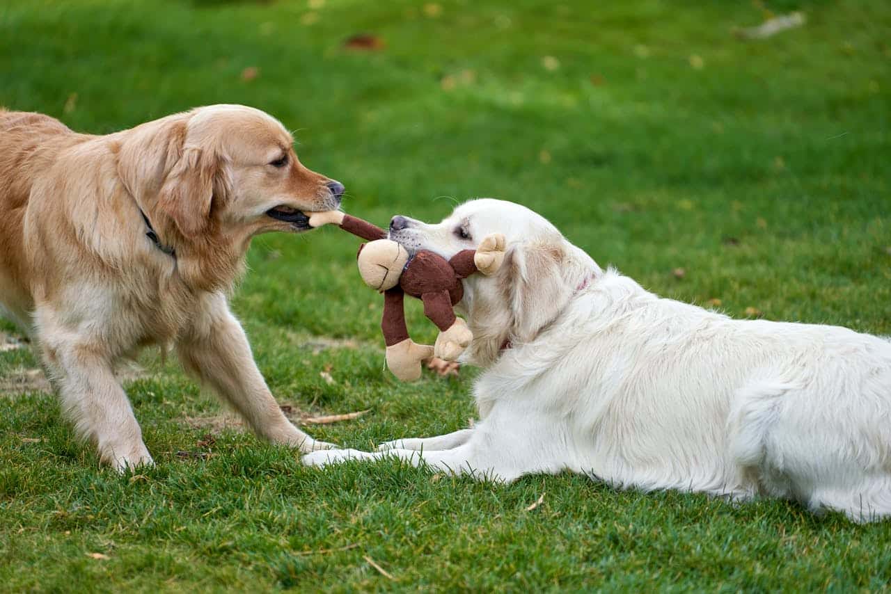 two dogs playing tug of war