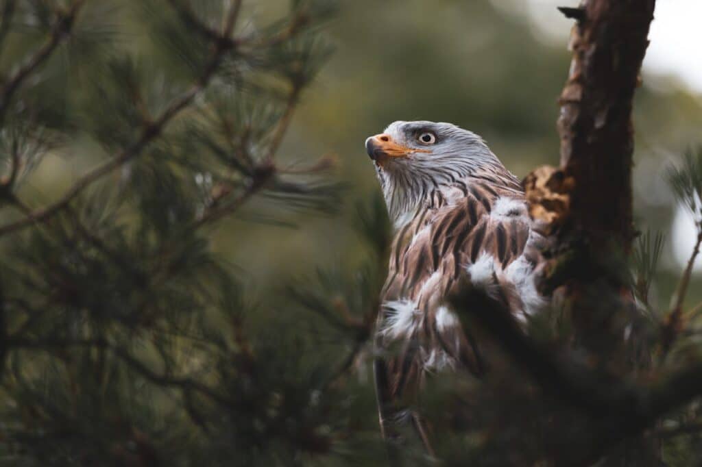 an image of a hawk