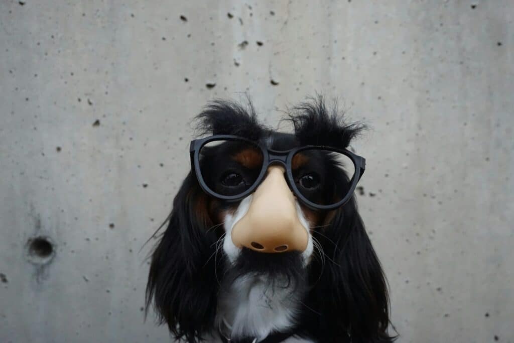 image of a dog with a novelty glasses and a fake plastic nose 