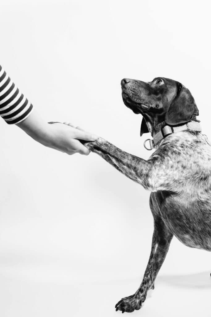 image of a person holding a dog's paw