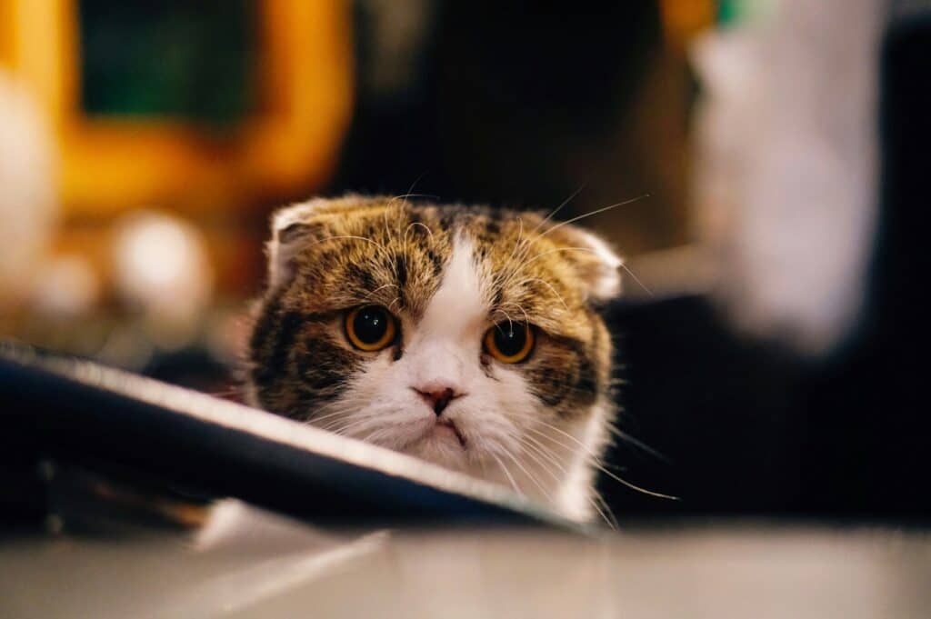image of a grumpy cat