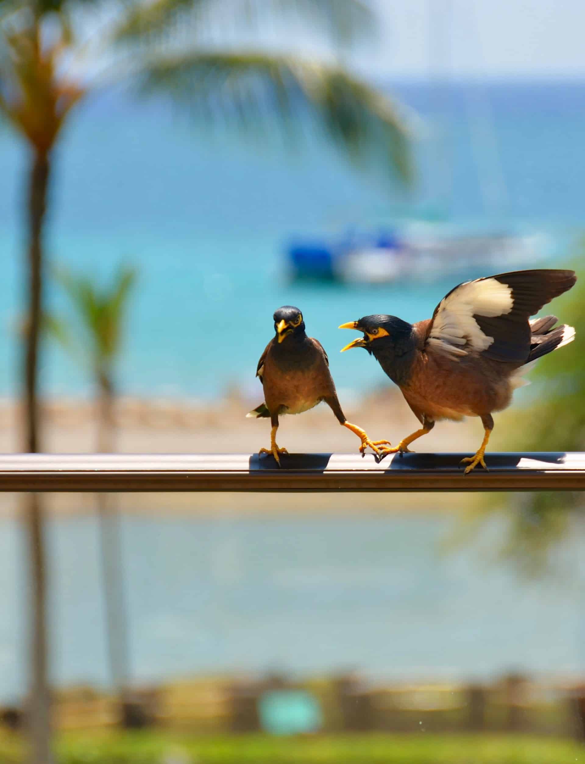 image of two seagulls