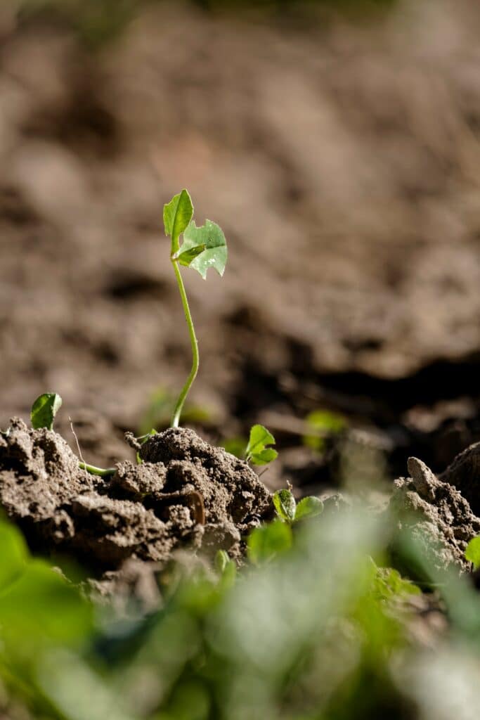 image of a seed sprouting
