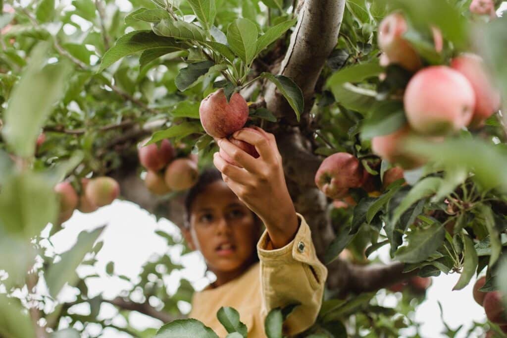 image of two women picking apples