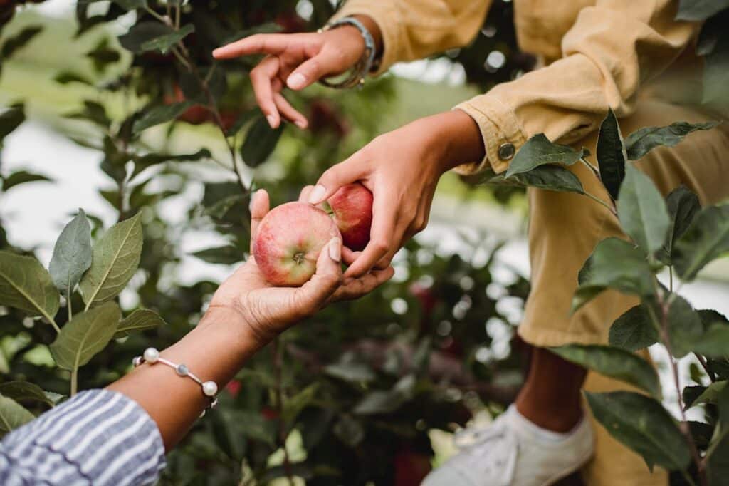 image of two hands passing apples